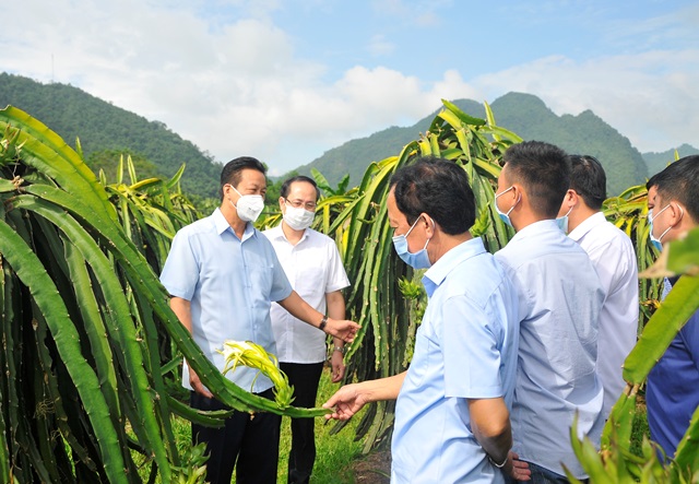 Bắc Quang Tăng tốc phát triển kinh tế nông nghiệp