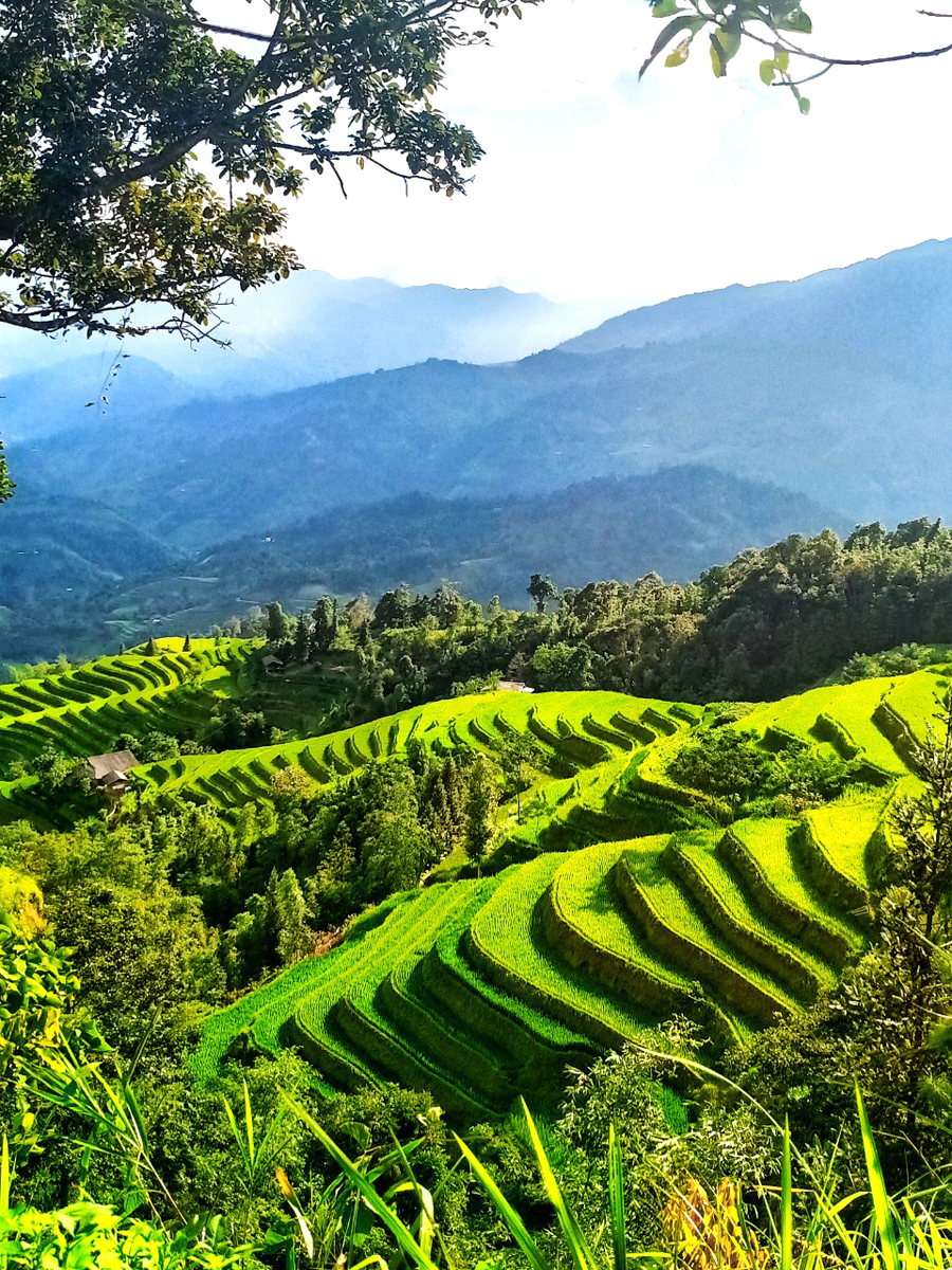 Cảnh đẹp ruộng bậc thang Hoàng Su Phì