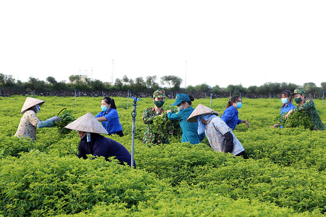 Ấm tình quân, dân trên những cánh đồng