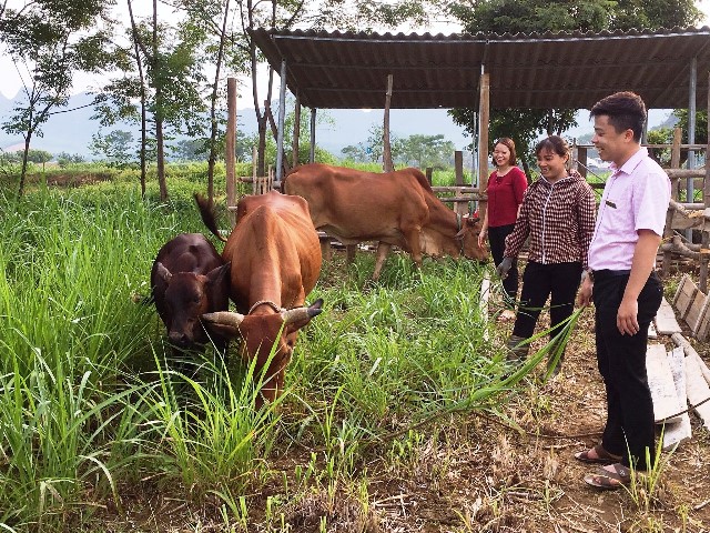 Tín dụng chính sách - chìa khóa giảm nghèo ở Hòa Bình