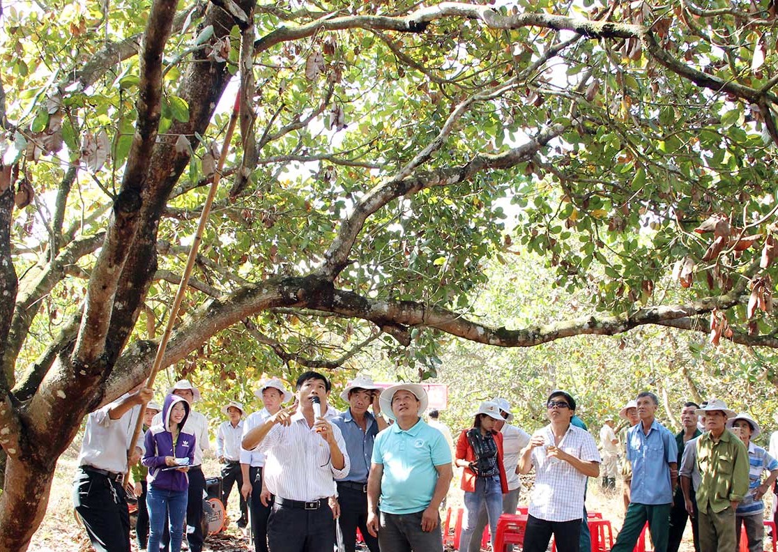 Phát triển ngành điều Bình Phước có thương hiệu, uy tín