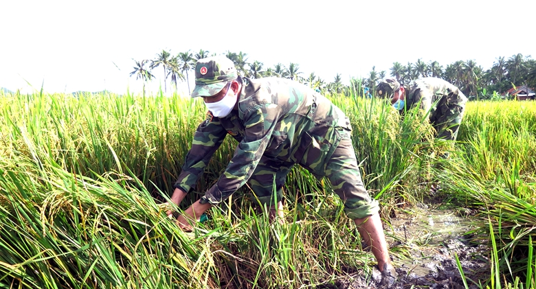 Phú Yên Bộ đội, dân quân tự vệ gặt lúa giúp dân