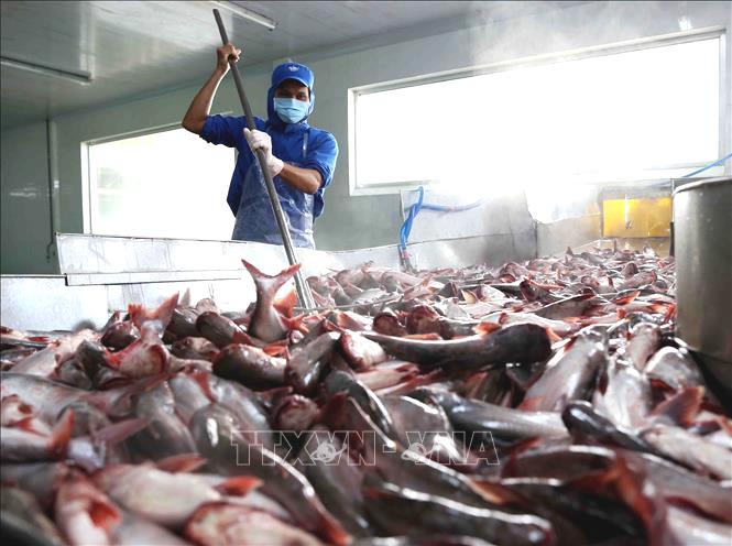 Giải pháp nào cho doanh nghiệp cá tra sau giãn cách xã hội