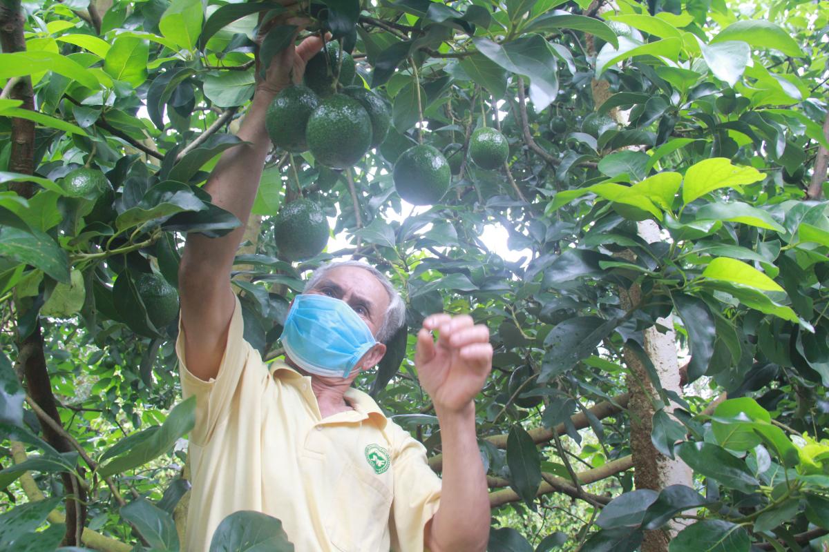 Đắk Lắk Tìm giải pháp tiêu thụ nông sản