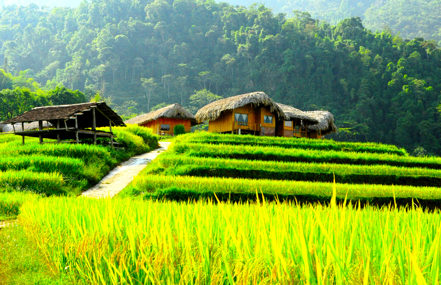 Say trên mùa vàng