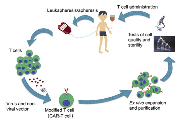 Hướng điều trị mới cho người mắc bệnh bạch cầu nguyên bào lympho cấp