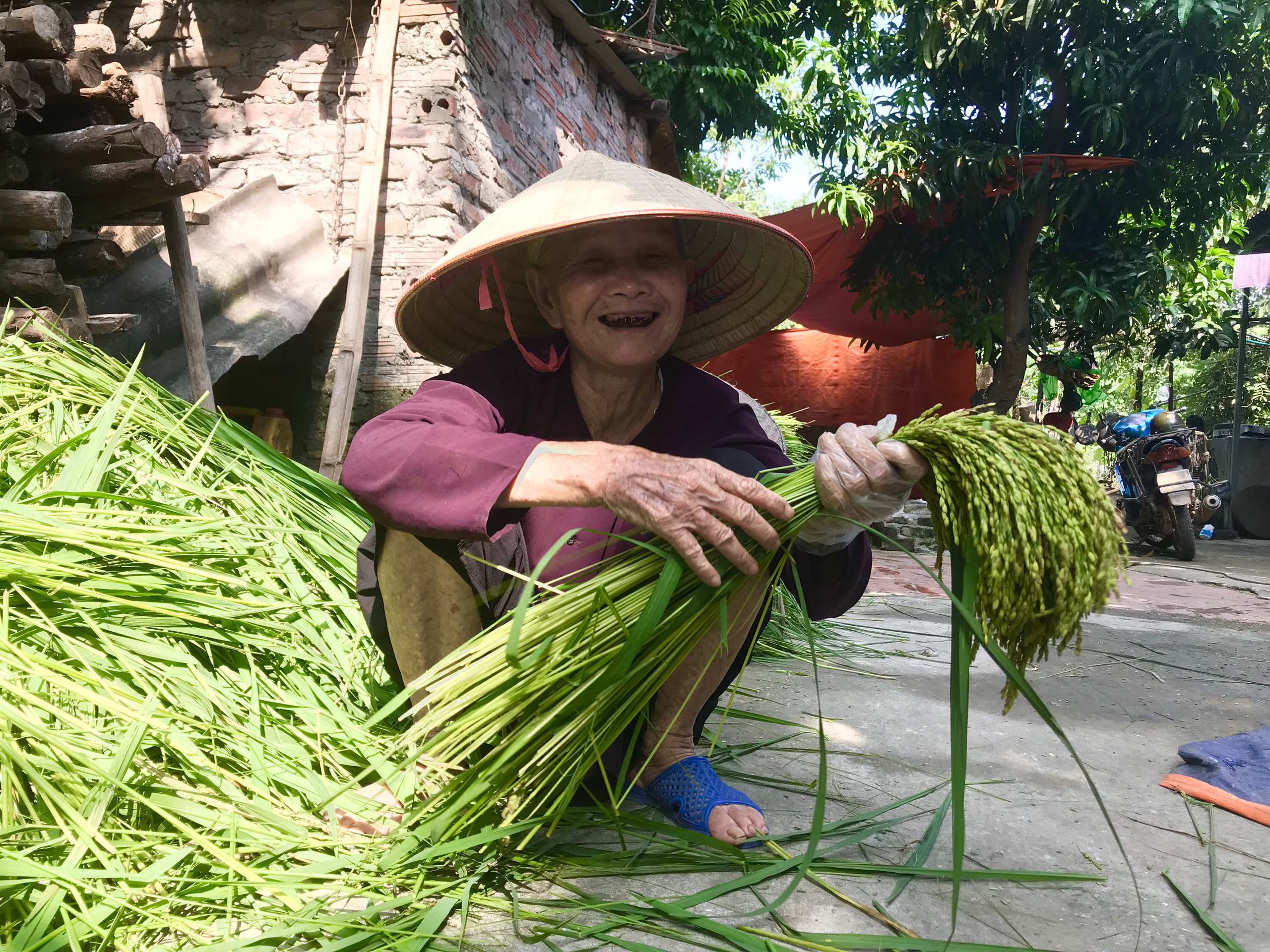Ngát hương cốm mới của người Hà Nội