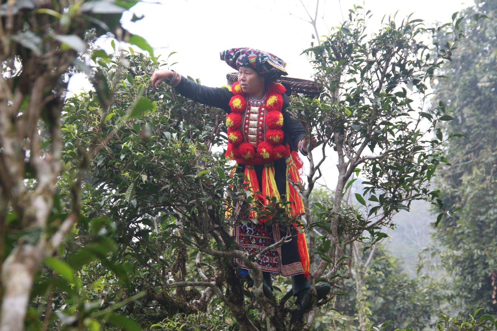 Nâng cao giá trị chè Khau Mút