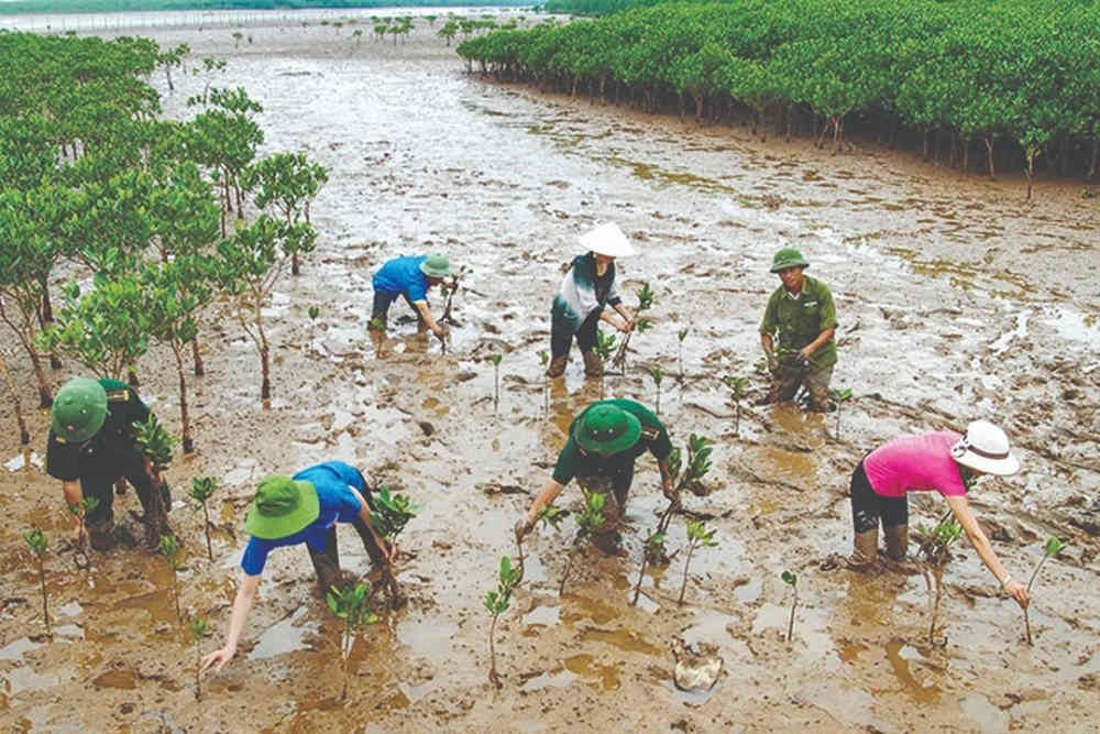Giai đoạn 2021 - 2030 sẽ trồng mới 20 000 ha rừng nhằm ứng phó với biến đổi khí hậu