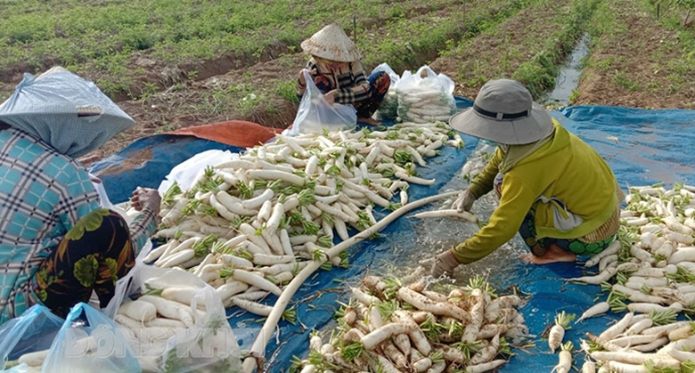 Tạo điều kiện thuận lợi cho công đoàn thu hoạch, thương lái di chuyển giữa các địa phương