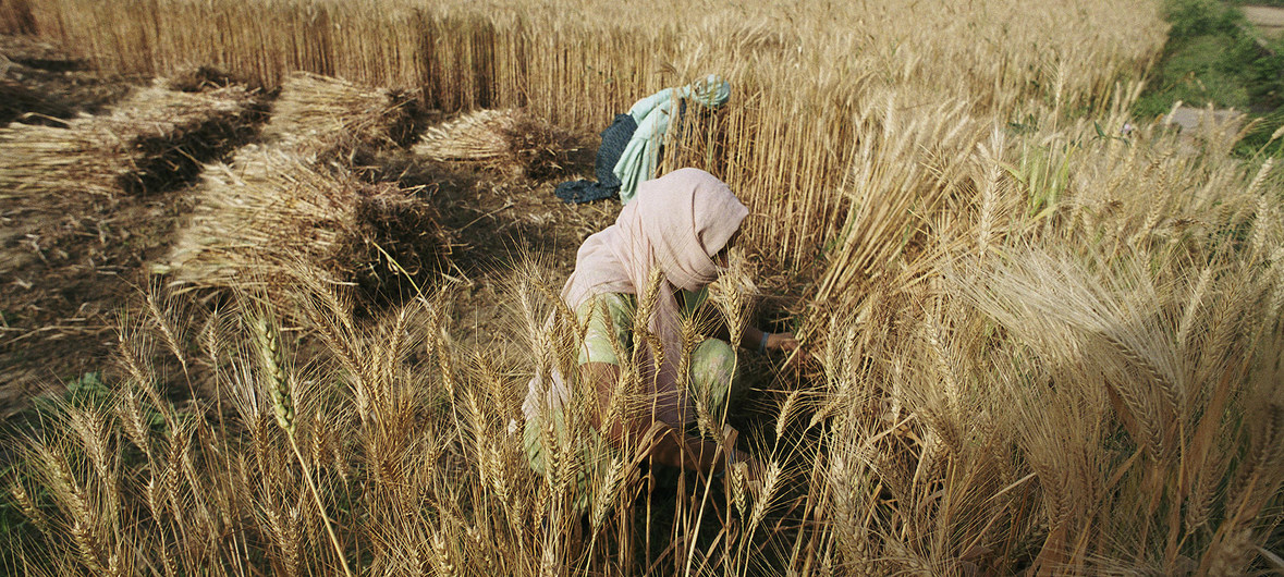 FAO Giá một số loại thực phẩm lên mức cao nhất trong 10 năm