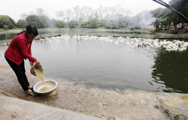 Đổi thay nơi vùng chiêm trũng Hà Nam