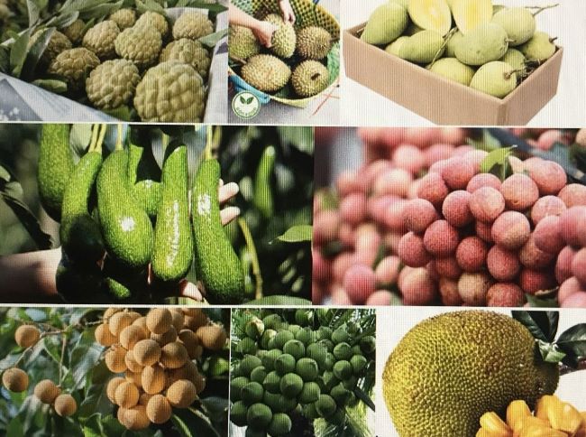 Cơ hội đang rộng mở để đưa trái cây Việt Nam ra thị trường thế giới