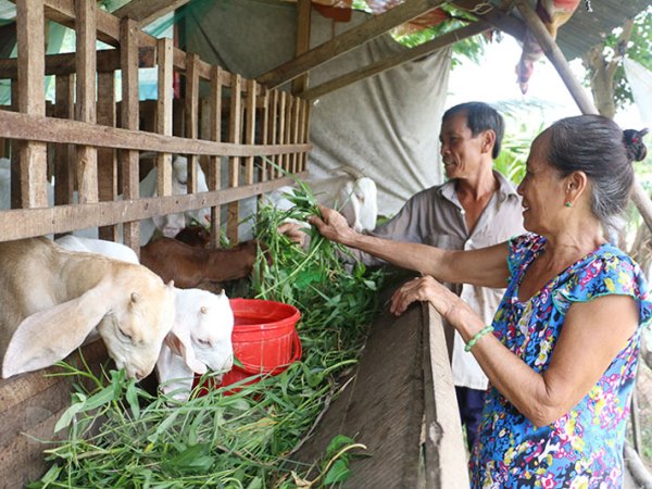 Bến tre Kết quả đáng mừng của việc chuyển đổi mô hình sản xuất gắn với thích ứng biến đổi khí hậu