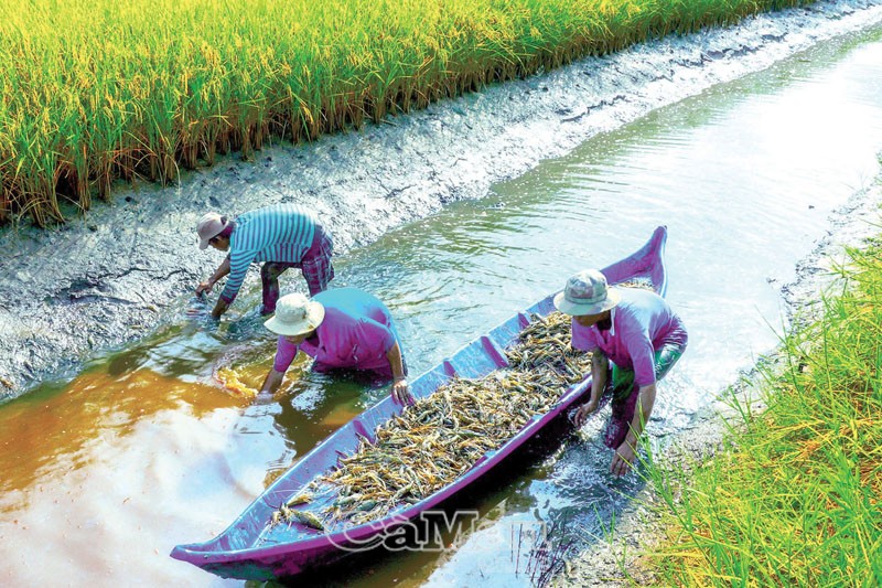 Cà Mau Ứng dụng khoa học công nghệ vào sản xuất để phát huy lợi thế