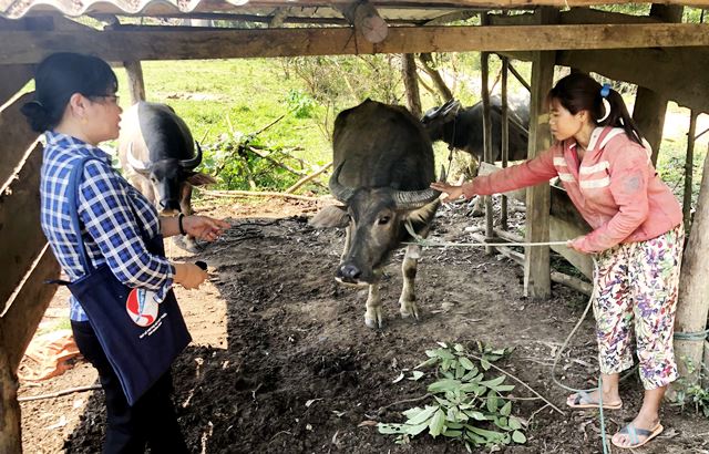 Dòng vốn tín dụng chảy đều tại Quảng Ninh, Quảng Bình