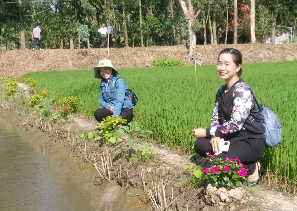 An Giang Hiệu quả từ triển khai mô hình ruộng lúa bờ hoa