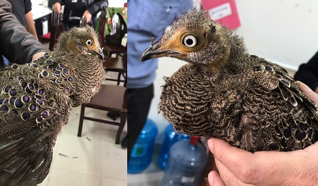 Vận chuyển, buôn bán trái phép động vật hoang dã bị xử lý ra sao