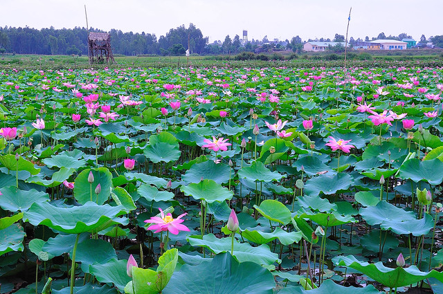 Du lịch sinh thái Đồng Tháp Mười
