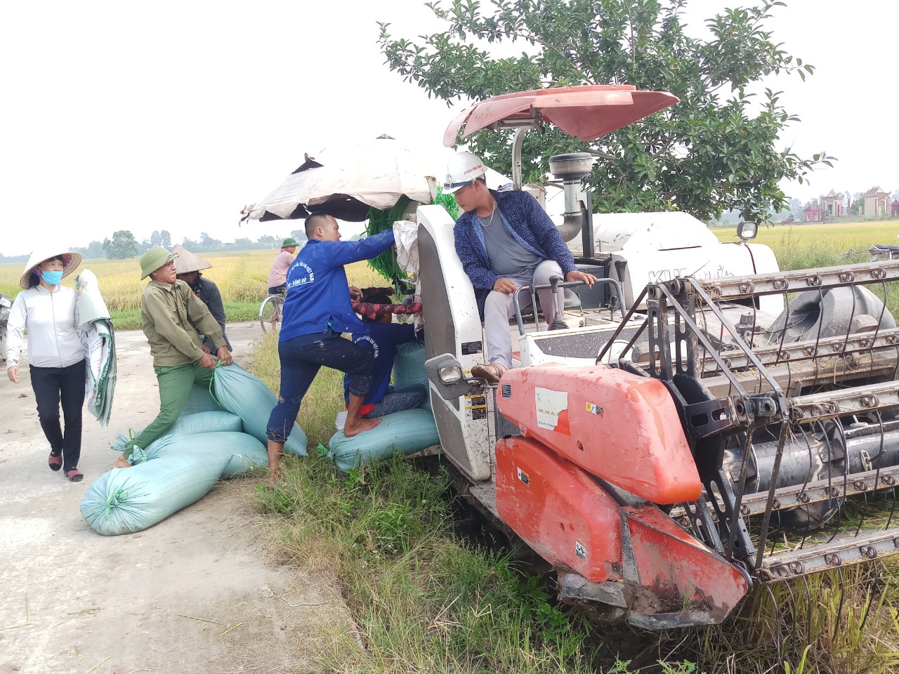 Hiệu quả từ mô hình cấy lúa thương phẩm có bao tiêu sản phẩm tại xã Bình Nguyên