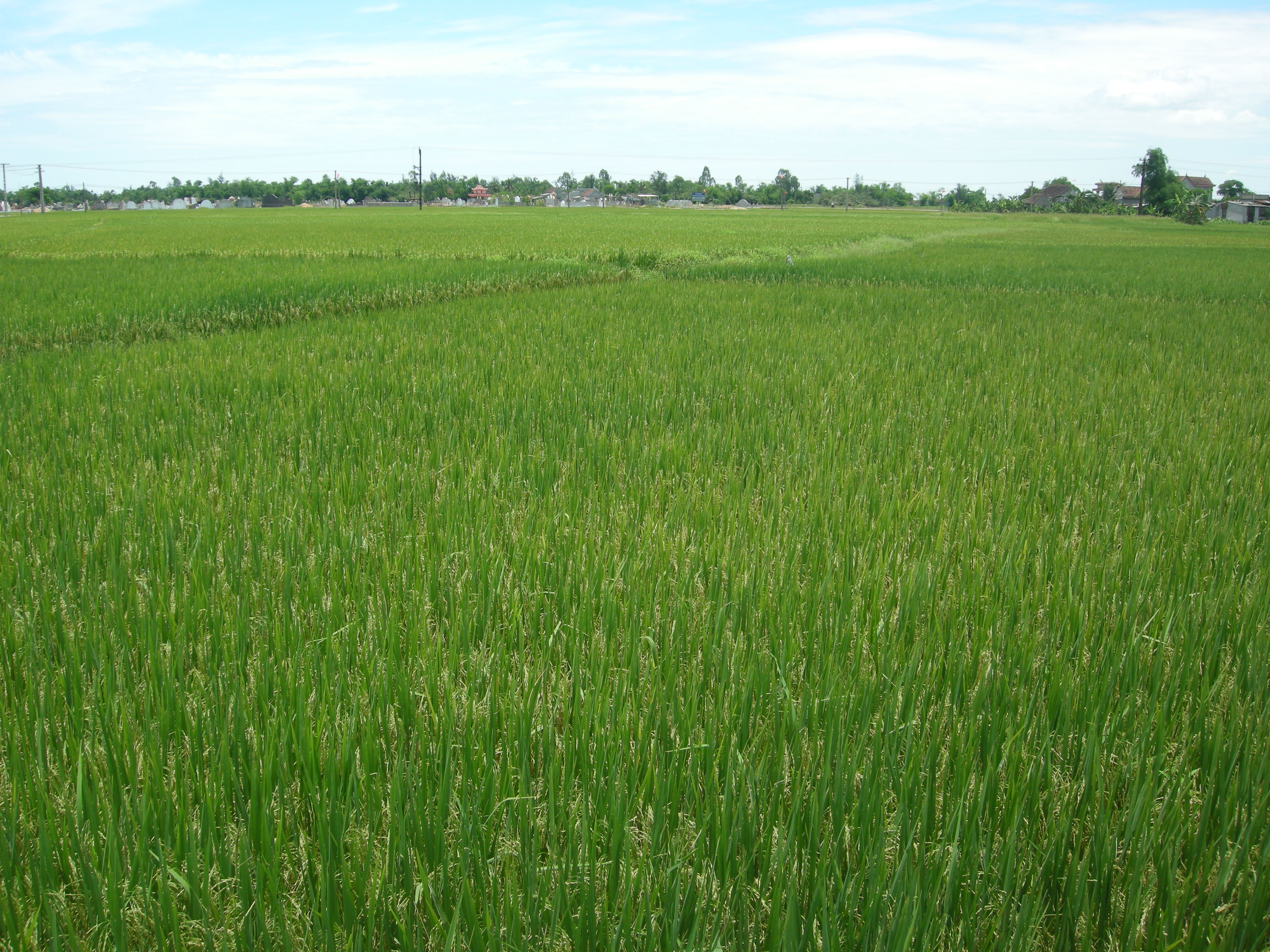 Thái Bình Thời tiết thuận lợi cho gieo cấy vụ mùa 2021