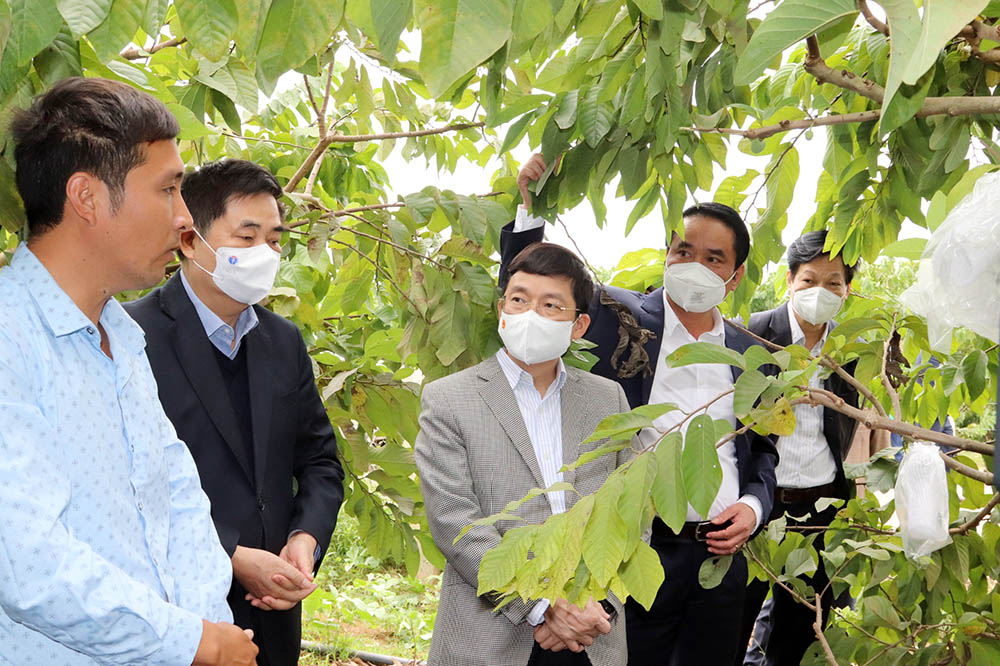 Nhân rộng các mô hình sản xuất nông nghiệp hiệu quả
