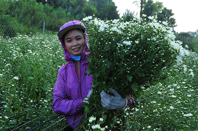 Hà Nội mùa cúc hoạ mi