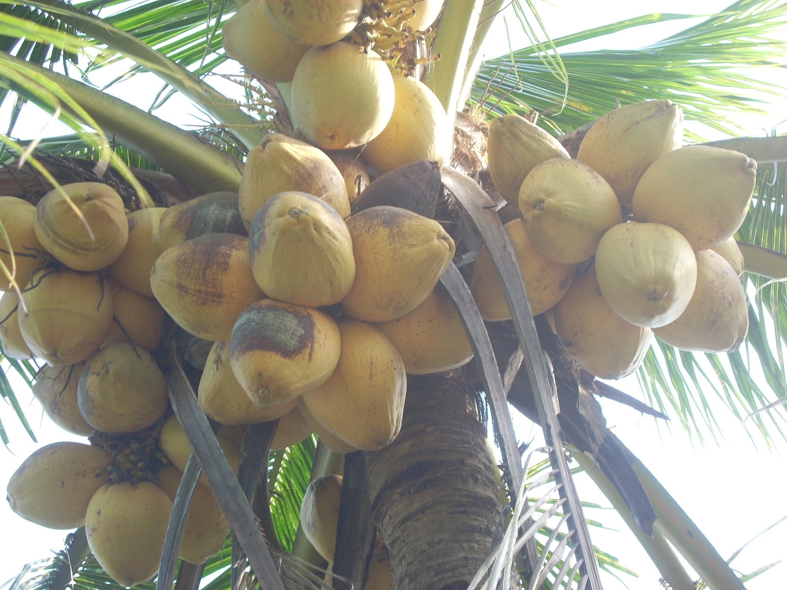 Dừa sáp Trà Vinh lần đầu tiếp cận thị trường Úc