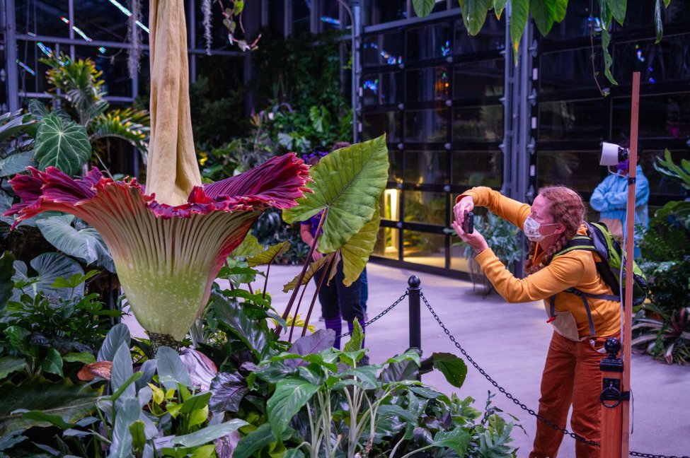 Ngắm hoa Titan arum bừng nở tại vườn bách thảo San Diego Mỹ