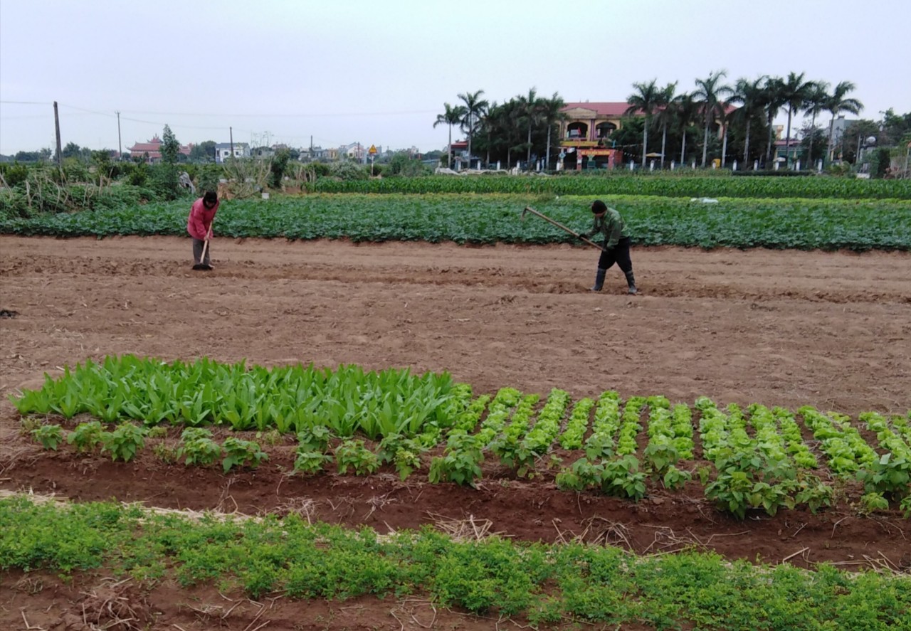 Vũ Thư tập trung gieo trồng cây vụ đông ưa lạnh