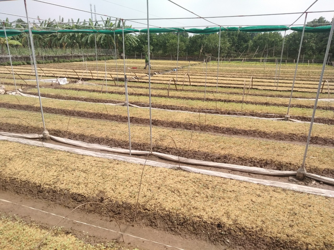 Xã Hồng An phấn đấu mở rộng diện tích gieo trồng 90 ha cây màu vụ đông ưa lạnh