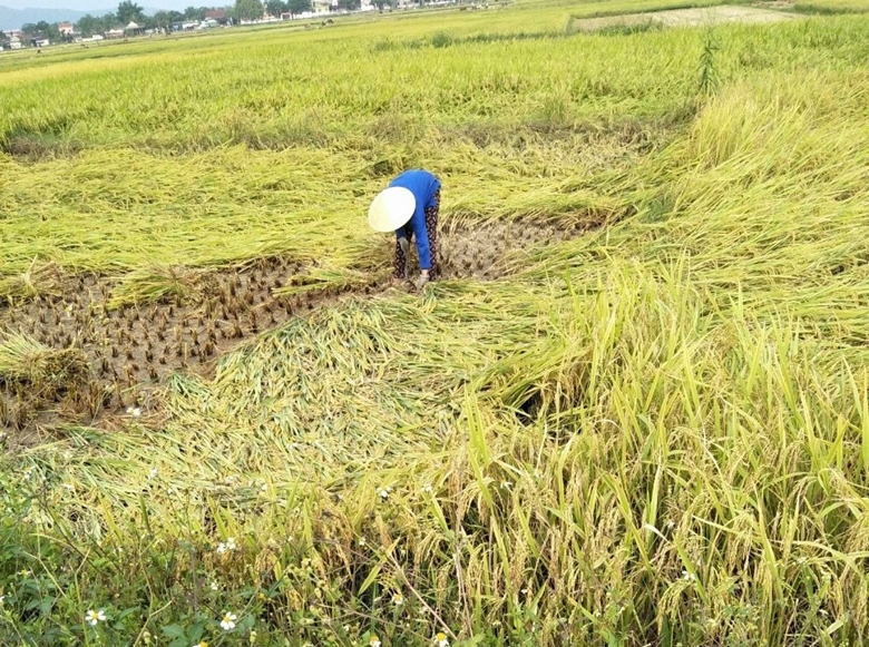 Mưa lớn gây thiệt hại 678 triệu đồng tại Gia Lai