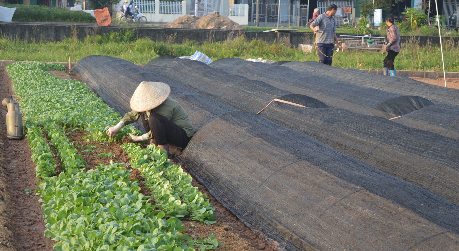 Nông dân xã Điệp Nông mở rộng diện tích trồng cây vụ đông ưa lạnh