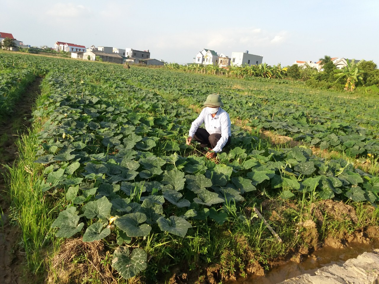 Xã Dân Chủ mở rộng diện tích trồng cây vụ đông ưa lạnh