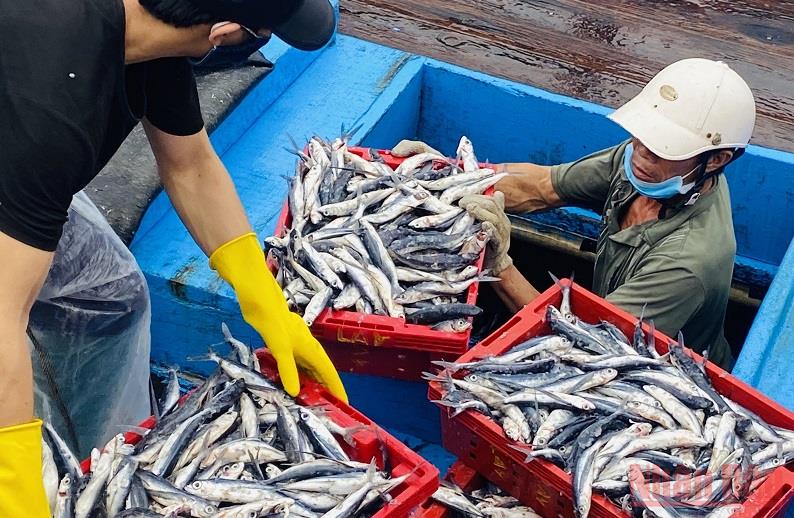 Bình Thuận đẩy mạnh thực hiện tốt các chính sách hỗ trợ ngư dân đánh bắt xa bờ