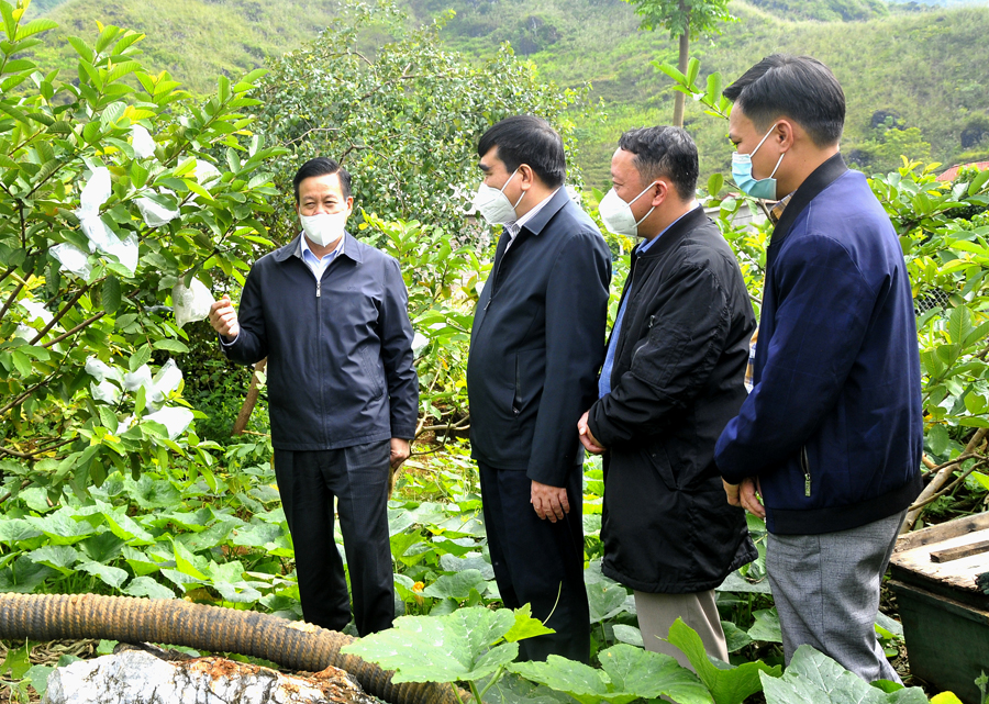 Quản Bạ cần nỗ lực tạo đột phá từ sản xuất cây vụ Đông