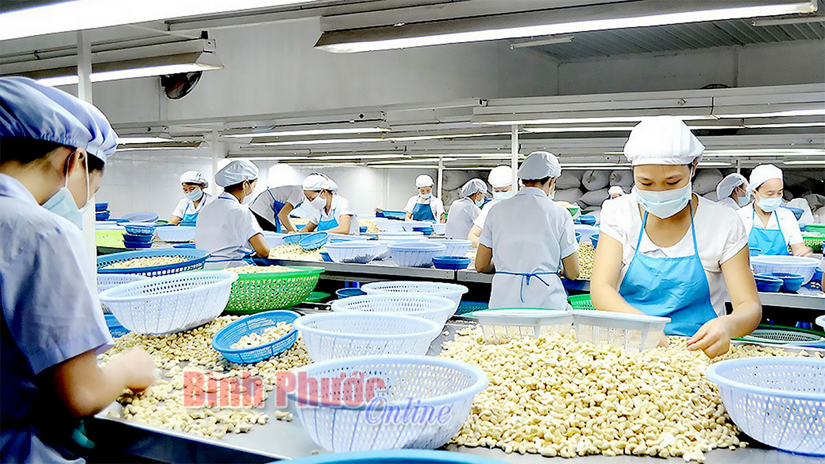 Bình Phước Nhu cầu tuyển dụng lao động tăng cao