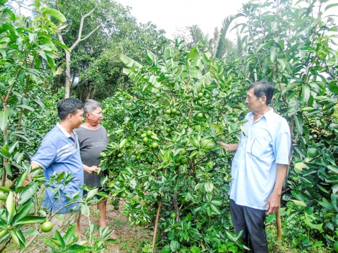 Hiệu quả từ phong trào “Cựu chiến binh giúp nhau giảm nghèo”