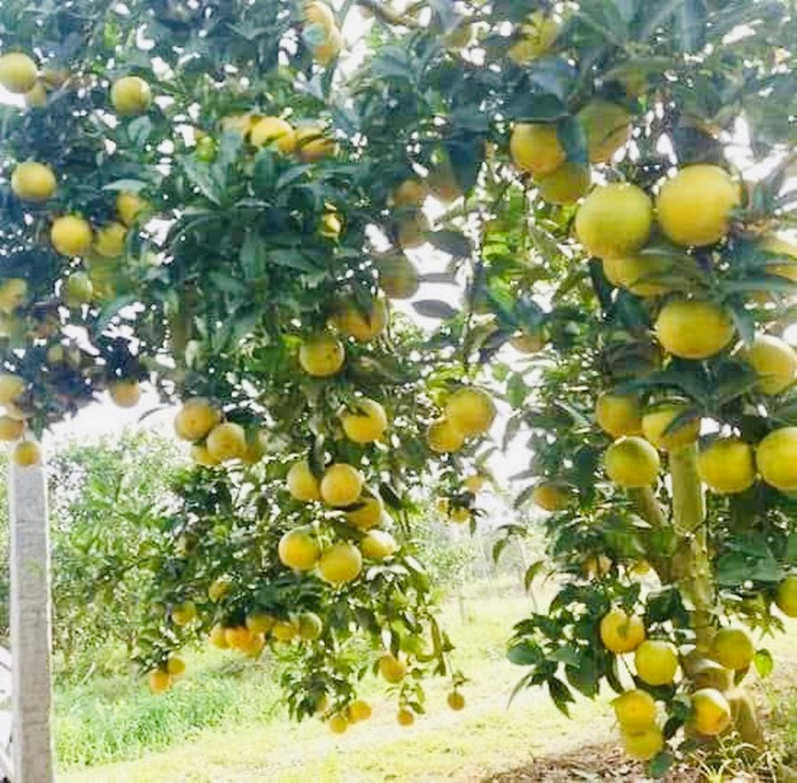 Vùng cam lớn nhất ở Hà Tĩnh vào mùa thu hoạch