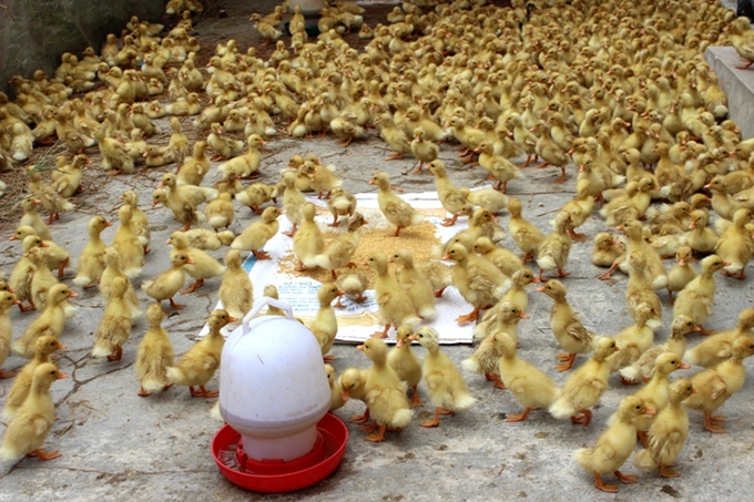 Vĩnh Phúc Đẩy mạnh các biện pháp phòng, chống dịch bệnh gia súc, gia cầm các tháng cuối năm