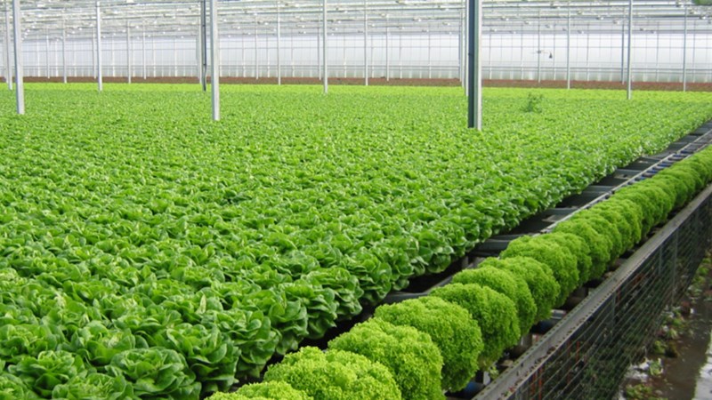Bà Rịa- Vũng Tàu phát huy vai trò kinh tế tập thể