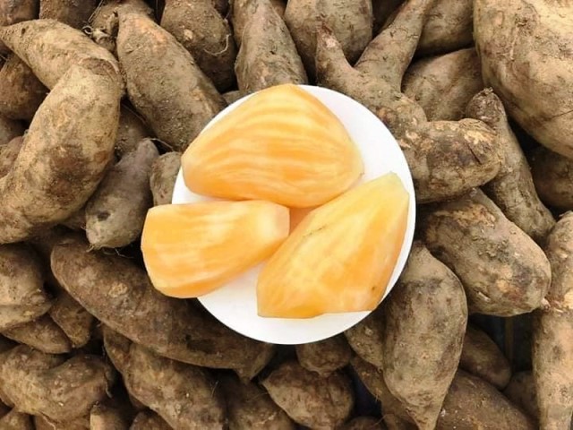 Cây sâm Fansipan Lào Cai – cây nông sản bổ dưỡng và có giá trị kinh tế