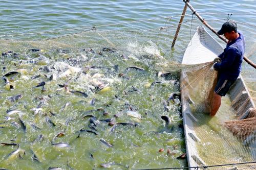 Đồng Tháp Tập trung xây dựng, phát triển các chuỗi liên kết sản xuất, tiêu thụ cá tra