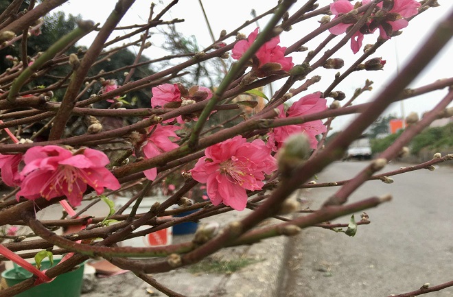 Đón Tết sớm với đào Nhật Tân