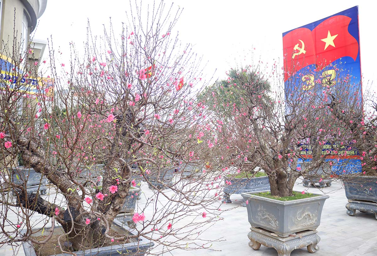 Đào cổ thụ có giá hàng chục triệu đồng xuống phố đón xuân về