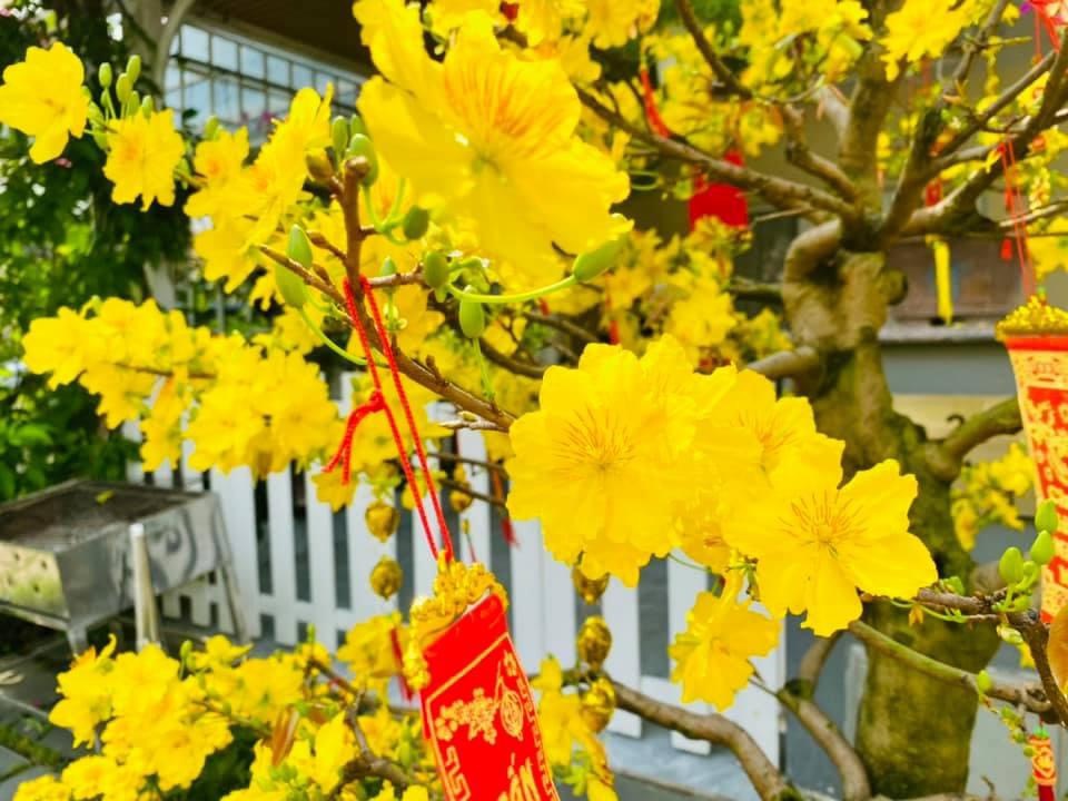 Muôn hoa Xuân đua sắc