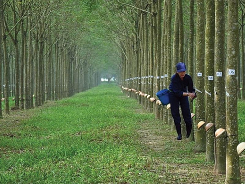 Xuất khẩu cao su sang Hàn Quốc tăng 7,8
