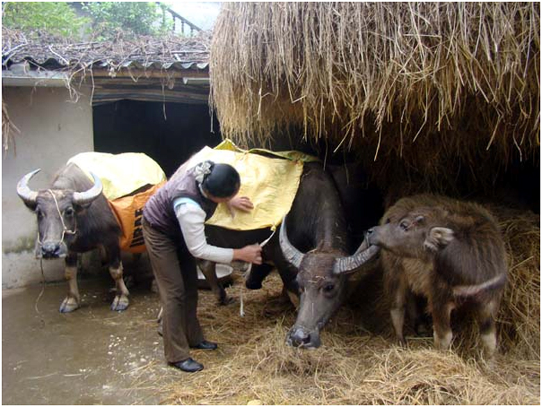 Các biện pháp phòng chống rét cho cây trồng, vật nuôi