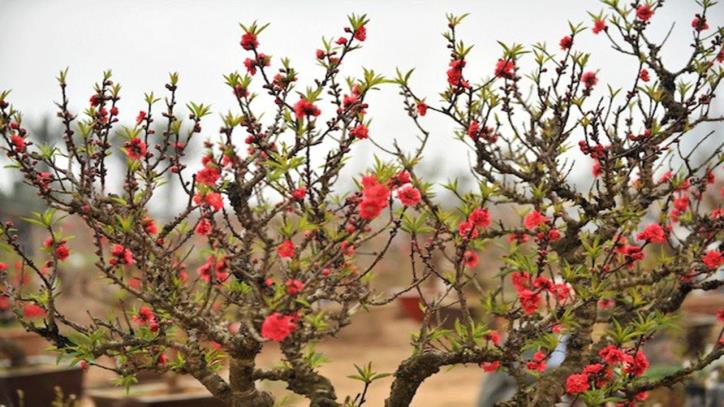 Những loài hoa, cây đặc trưng cho Tết cổ truyền