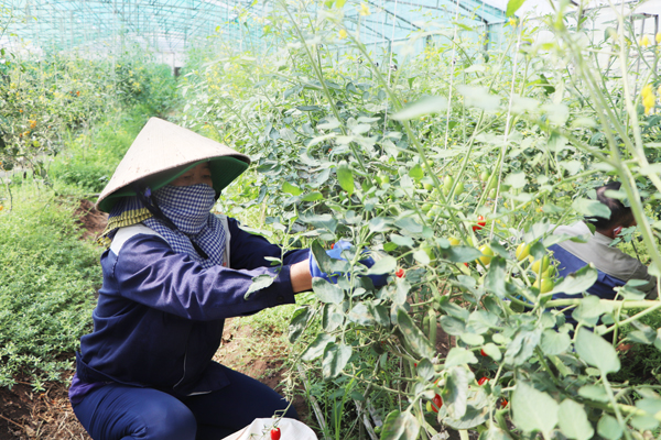 Nông nghiệp Đồng Nai Nâng cao giá trị gia tăng và phát triển bền vững